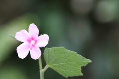 Urena lobata subsp. lobata